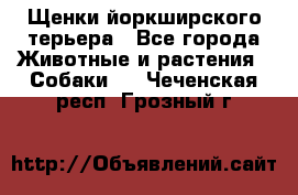 Щенки йоркширского терьера - Все города Животные и растения » Собаки   . Чеченская респ.,Грозный г.